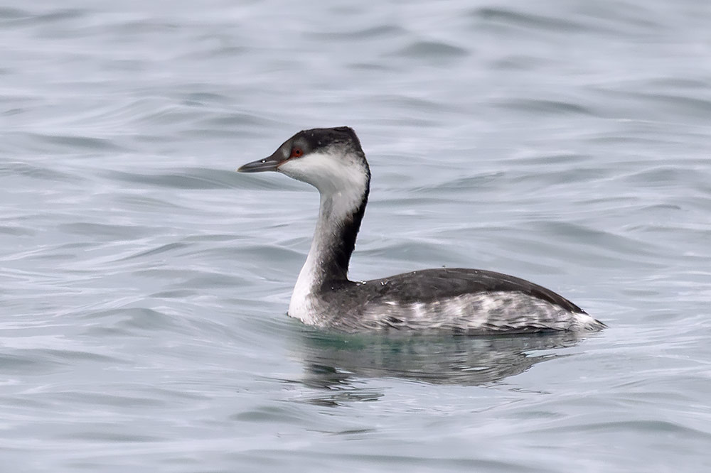 Slavonian grebe
